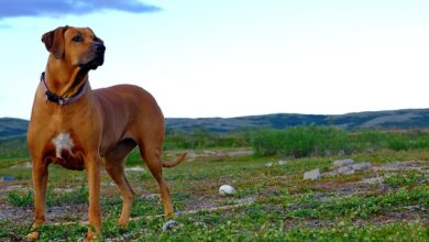 Best Rhodesian Ridgeback Products For Travel