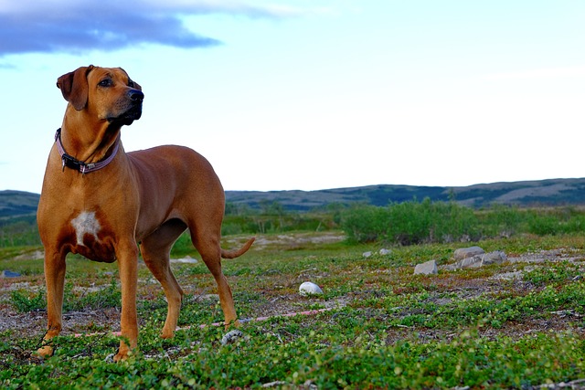 Best Rhodesian Ridgeback Products For Travel