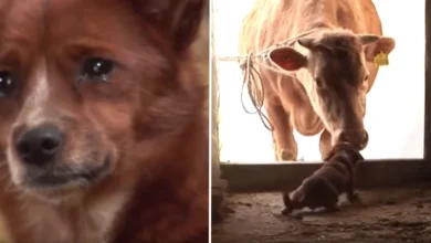 Dog Cries When Family Sells You Cows, Runs To Find