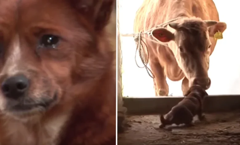 Dog Cries When Family Sells You Cows, Runs To Find