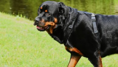 101 Female Rottweiler Names + Meaning