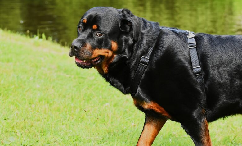 101 Female Rottweiler Names + Meaning