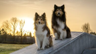8 Problems Only Sheltie Owners Understand