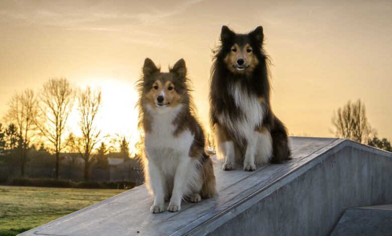 8 Problems Only Sheltie Owners Understand