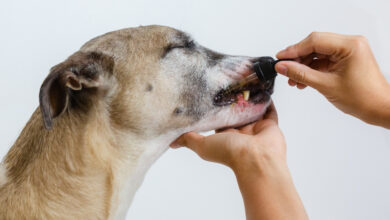 best chondroitin supplements for dogs