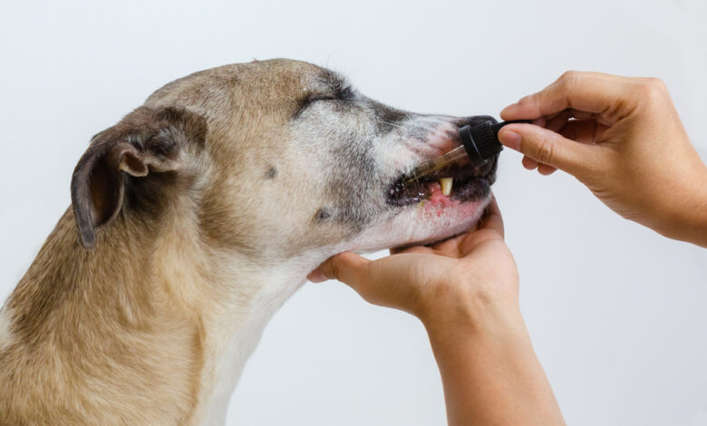 best chondroitin supplements for dogs
