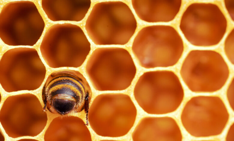 Best Bee Pollen Supplements for Dogs