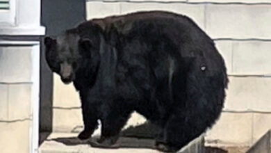 Hank the Tank, a 400-Pound Bear Behind Lake Tahoe Break-Ins, Is Captured