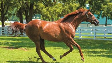 Life of Funny Cide to be Celebrated