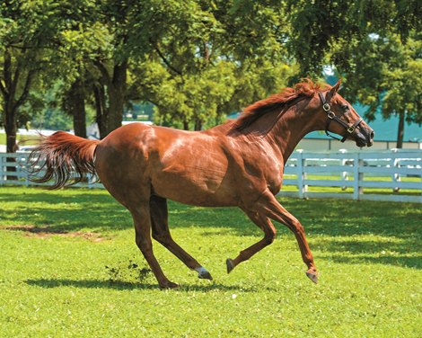 Life of Funny Cide to be Celebrated
