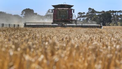 China lifts anti-dumping tariffs on Australian barley after three years