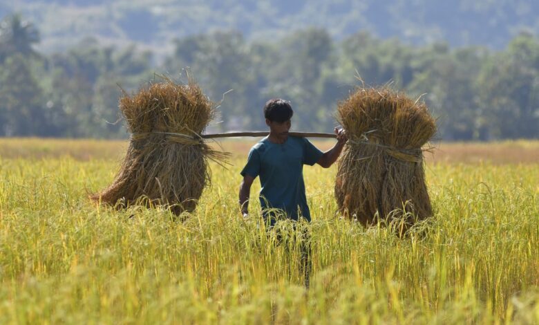 Global rice prices soar close to 12-year highs, according to UN FAO