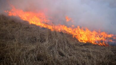 Cliff Mass Weather Blog: The Essential Ingredients of the Most Destructive Wildfires: Wind and Grass