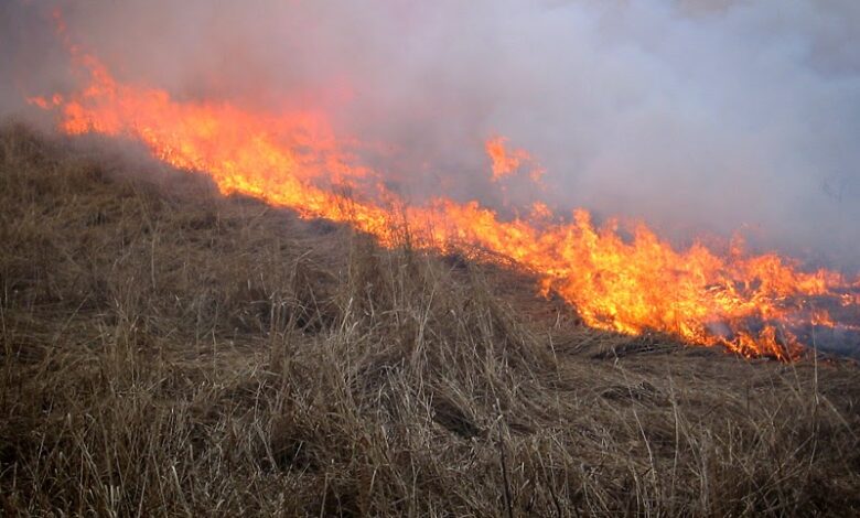 Cliff Mass Weather Blog: The Essential Ingredients of the Most Destructive Wildfires: Wind and Grass