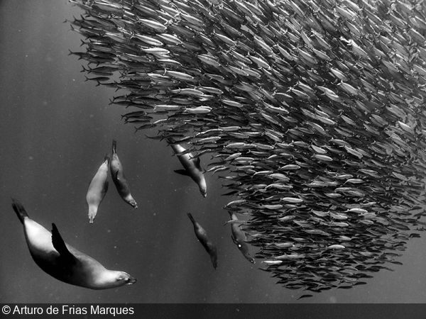 Underwater Images Win Big in the Black and White Photo Awards 2023