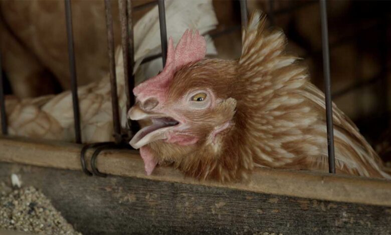 Animal Equality Brazil Exposes the Cruelty Behind Your Carton of Eggs