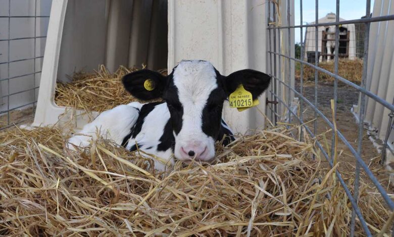 Is Dairy Vegan? | Animal Equality