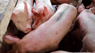 5 Shocking Legal Practices Pigs Endure on Factory Farming