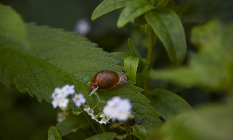 Scientists race to save rare Chittenango Ovate snails from extinction : NPR