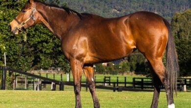 Magic Millions Online Sells First Seven-Figure Horse