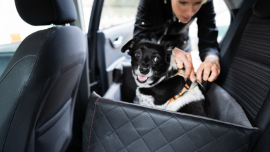 8 Best Dog Car Seat Beds For A Comfortable Trip