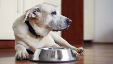 10 Best Senior Dog Food Options To Keep Your Dog Feeling Young