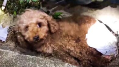 Pup In A Diaper Was Rotting In A Ditch, Man Picked Her Up And Choked