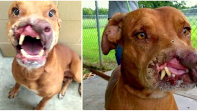 Family Dumped Their ‘Ugly’ Dog, Doctors Transformed Him With Life-Altering Surgery