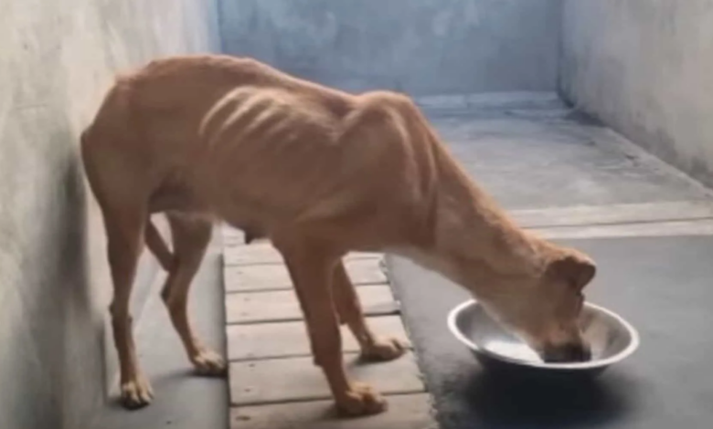 Dog That Was Served Her Final Meal Gets Something Else Instead
