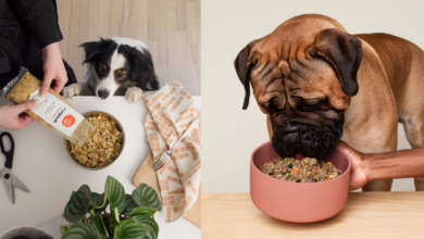 Ollie vs Farmer's Dog Fresh Dog Food Comparison