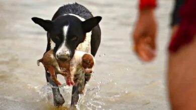 Dog Leaps Into River, Emerges With Puppy Swept Away By Current