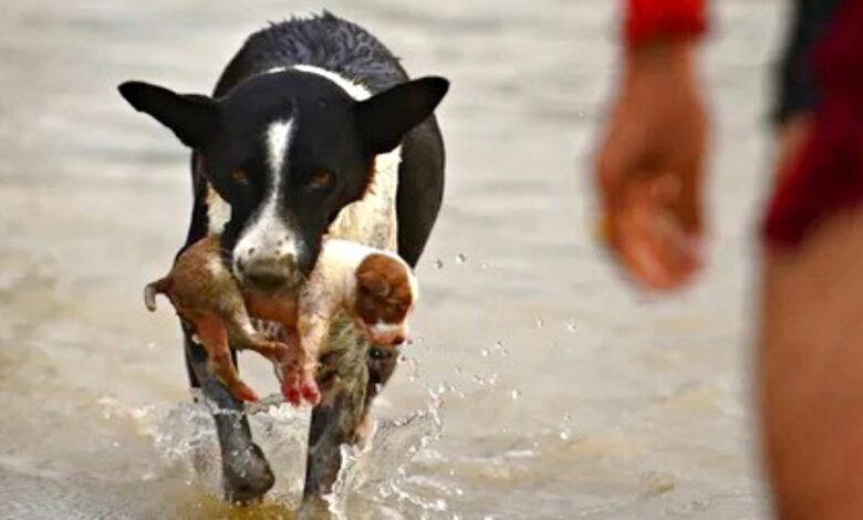 Dog Leaps Into River, Emerges With Puppy Swept Away By Current