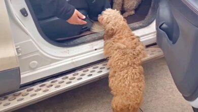 Homeless Puppy Fears Woman Will Leave Him And Climbs Into Her Car