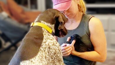 Mom Gives Teeny Motherless Kitten To Her Pointer To Keep Her Safe