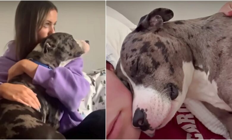 Dog Dumped In Parking Lot Holds Her Human Tight So She Won't Leave Her Too