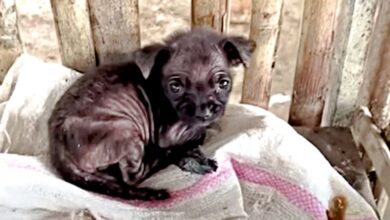 Unwanted Puppy's Ditched In Chicken Pen At Market Because He Has Mange