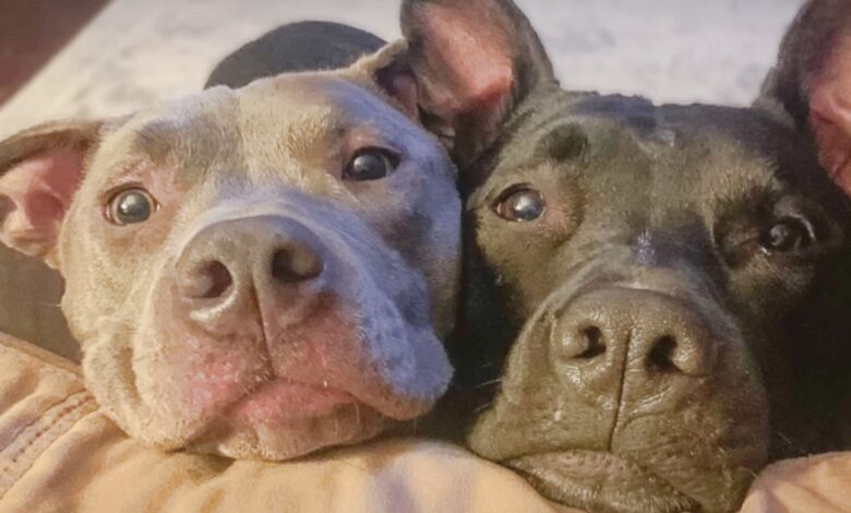 When Pittie's Separated From Her Sister, She Howls 'To The Moon And Back'