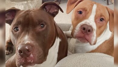 Couple's Sons Are Their Pit Bulls And They Wouldn't Have It Any Other Way