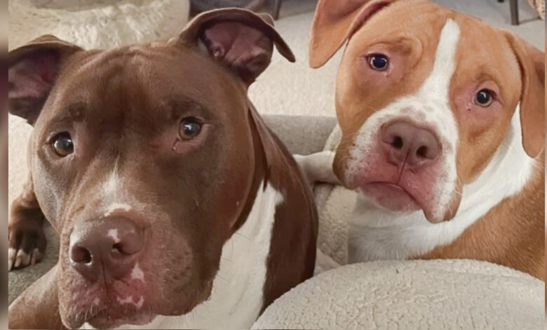 Couple's Sons Are Their Pit Bulls And They Wouldn't Have It Any Other Way