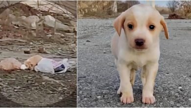 Filthy Puppy Pulled From Rubbish, Asks To Go Home With Man Who Saved Him