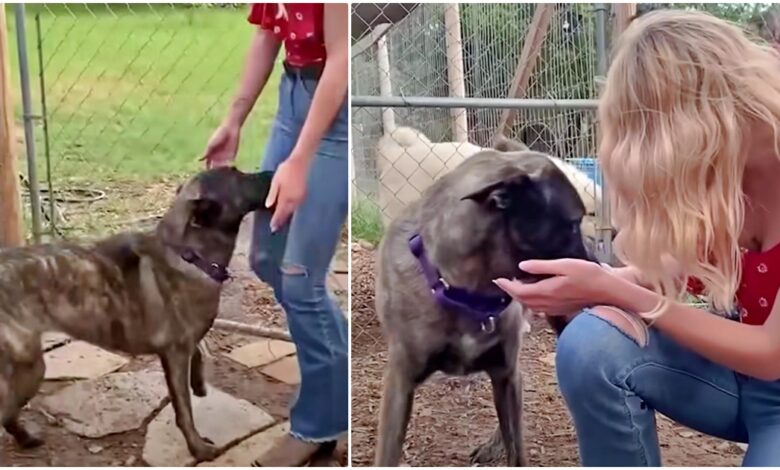 Lost Dog Isn't Certain This Woman Is Mom After Being Apart For 8 Months
