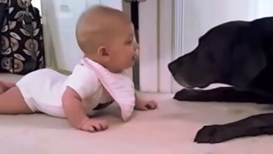 Innocent Baby Gets Too Close To Dog And Dog Goes Straight For Her Face