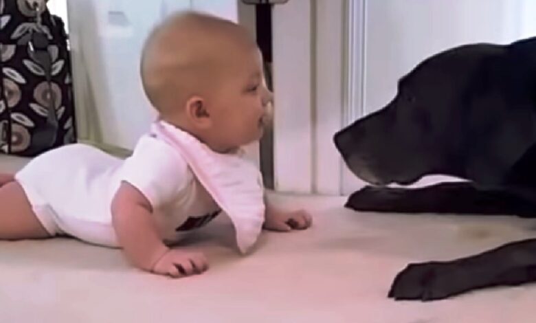 Innocent Baby Gets Too Close To Dog And Dog Goes Straight For Her Face