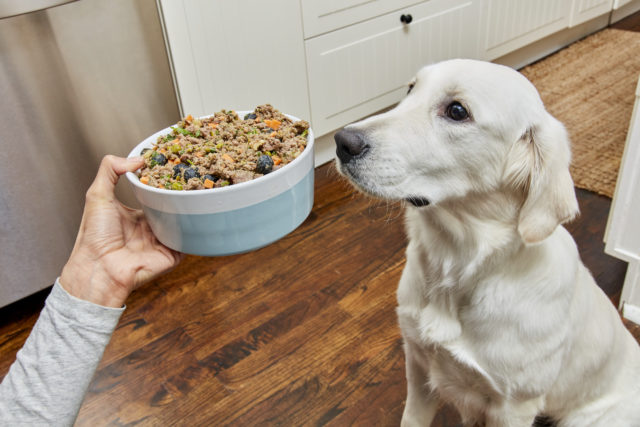 Our Vet Techs Answer Your Questions About Dog Food!