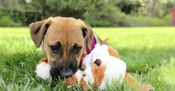 Her Dog Passed Prematurely, Wants To Give Puppy The Life He Missed Out On