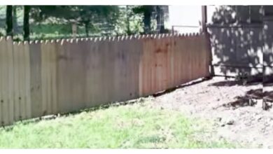 Dad Proudly Built A Fence To Protect His Dog, Dog Hilariously 'Tested-It' Out