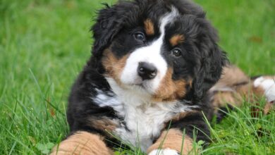 How to Socialize a Bernese Mountain Dog Puppy: Wrong & Right Ways