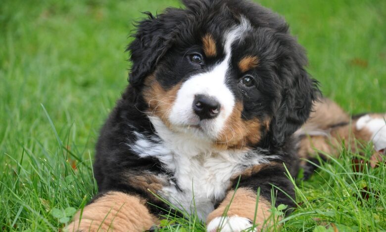 How to Socialize a Bernese Mountain Dog Puppy: Wrong & Right Ways