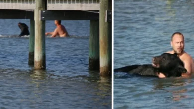 Man Jumps In And Swims Toward Bear He Sees Struggling In The Water