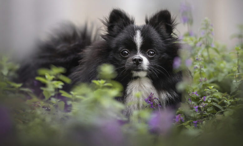 Is Catnip Safe For Dogs? The Ultimate Guide To Catnip For Dogs & Our 5 Favorite Options